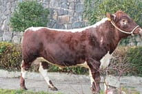 Silverwood Bramble 3 entered in the Magnificent Moilie auction, he is the highest genetic evaluated bull currently available through A.I