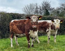 Some of the Beagh herd of Irish Moileds