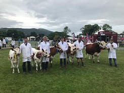 Royal Three Counties - Line up of prize winning Irish Moileds.