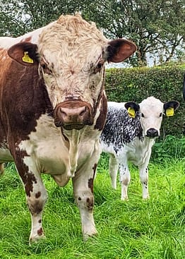 Irish Moiled bull with one of his offsprings to a crossbred cow