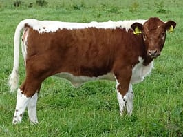 Beechmount Scarlett bred by Robert Boyle who took the second highest price of £3200 at the H & H Magnificent Moilie Sale