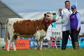 Irish Moiled Overall Reserve Breed Champion - Curraghnakeely Bluebell 0478