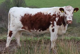 Curraghnakeely Pandora 0526 bred by William Edwards, Tempo (consigned by N & M Moilies) took joint seond highest price of £2,900 in the recent Magnificent Moilie Online Sale