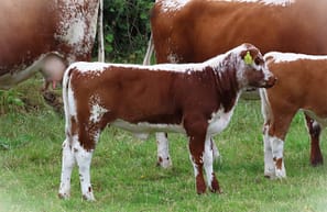 eventh-generation heifer 'Ballyvesey Seachtu'