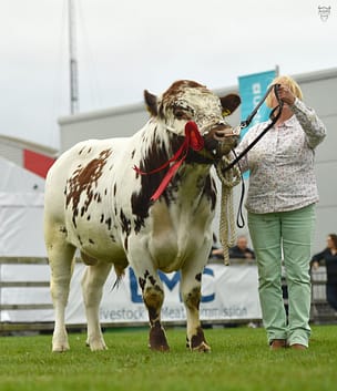 Junior Bull Winner - Ardcroagh Jamesie owned by Violet McKeown