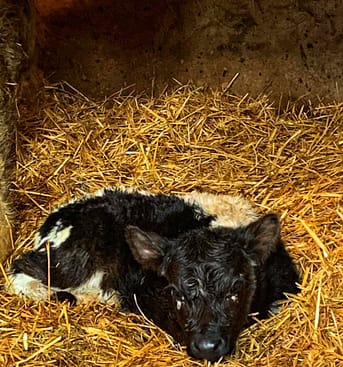 Newborn-Irish-Moiled-crossbred