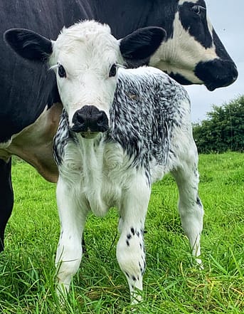 Crossbred Irish Moiled calf