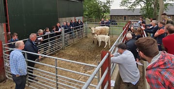 Irish Moiled breeders attend Classification workshop at the farm of Robert Davis