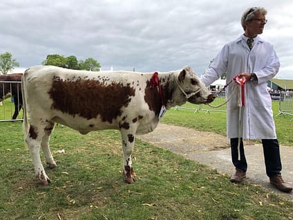 Royal Three Counties - Cian Elliott taking 1st place with his Irish Moiled heifer who went on to be presented the Irish Moiled Championship sash.