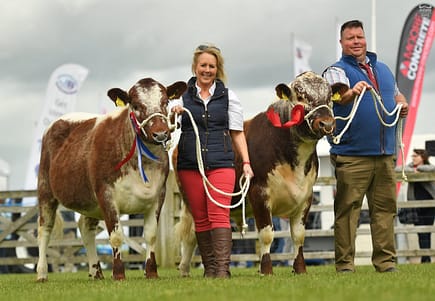 Champion Irish Moiled pair from N & M Moilies