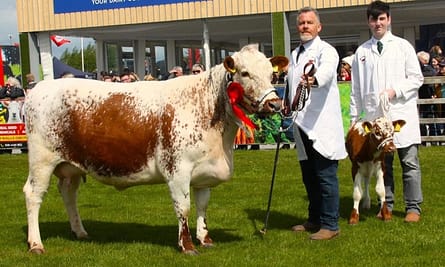 1st prize in cow class - Beechmount Ann from Robert Boyle