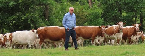 Robert Davis with the Ballyvesey herd of Irish Moileds