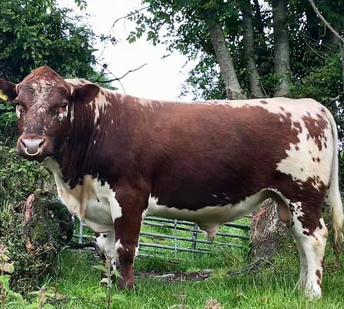 An Irish Moiled bull used on the Armours herd