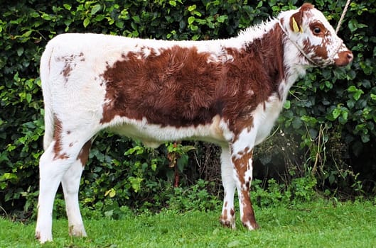 Ravelglen Ramona bred by Brian O'Kane who sold for £2600 at the H&H Magnificent Moilie Sale