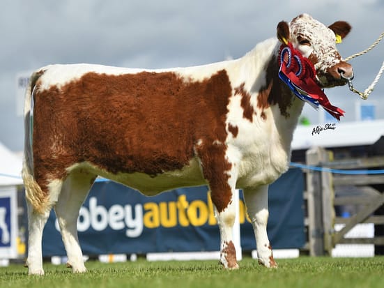 Overall supreme Irish Moiled Champion - Curraghnakeely Sylvia 0563 from N & M Moilies (Nigel Edwards & Michelle Mc Cauley)