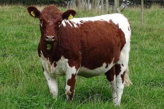 Curraghnakeely Daisy 0544 fetched £2,800 in the recent Magnificent Moilie Online Sale consigned by N & M Moilies (Nigel Edwards & Michelle McCauley)