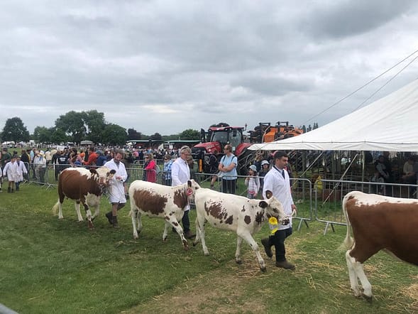 Royal Three Counties - Irish Moileds in cattle parade.