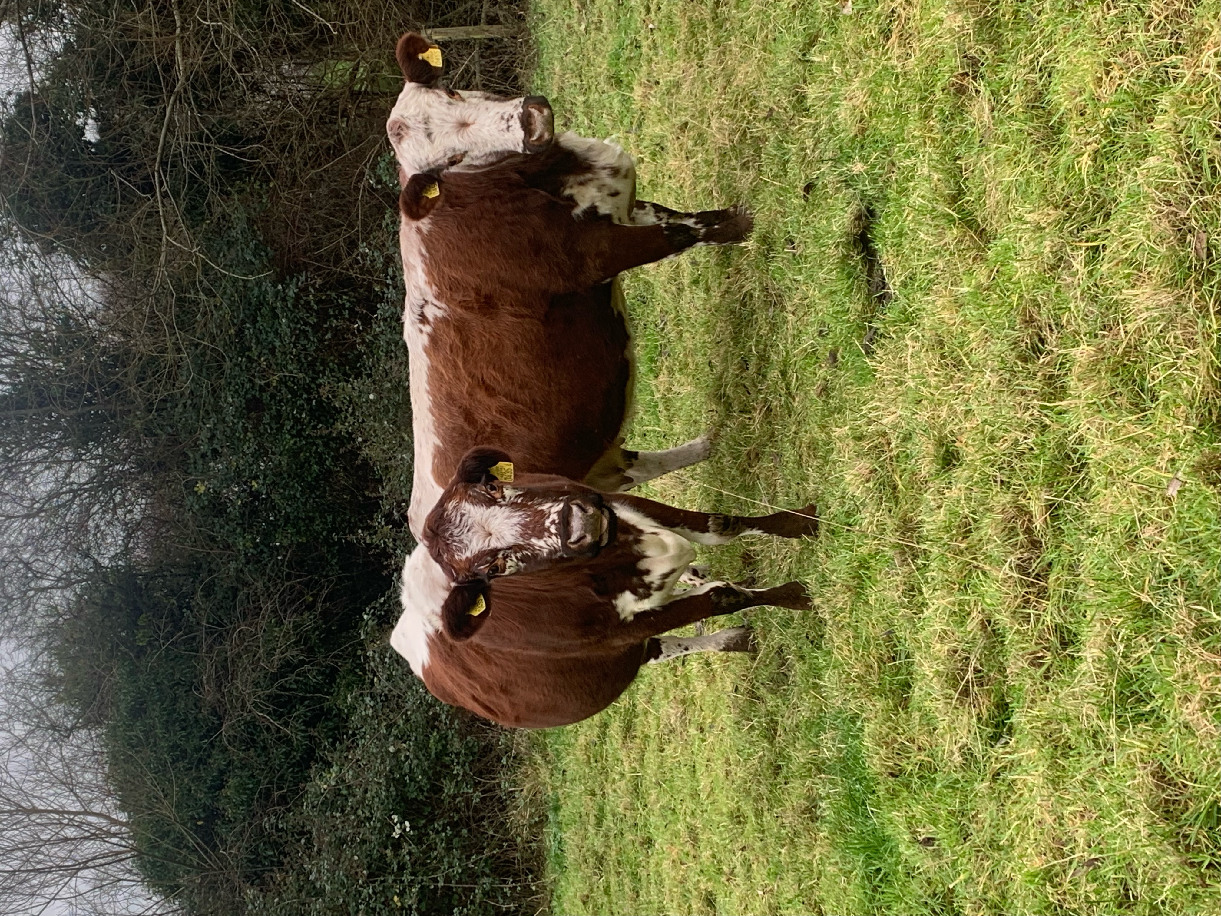 Cows for Sale – Irish Moiled Cattle Society