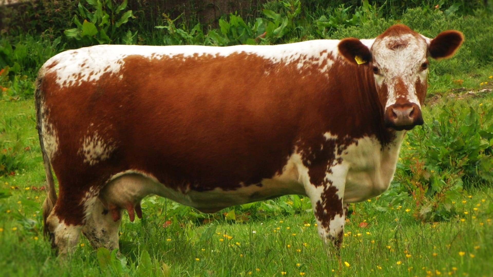 Irish Moilie Beef Scheme – Irish Moiled Cattle Society